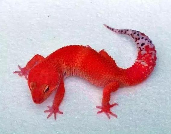 为什么古代女子有守宫砂现在没有,古代女子的守宫砂在现代的哪里