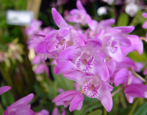 澳洲石斛的养殖方法,澳洲石斛的养殖方法和技巧图解