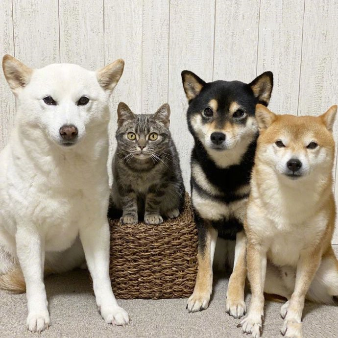 女子买了一只猫咪，和3只狗狗放在一起养，竟发现它逐渐狗化了