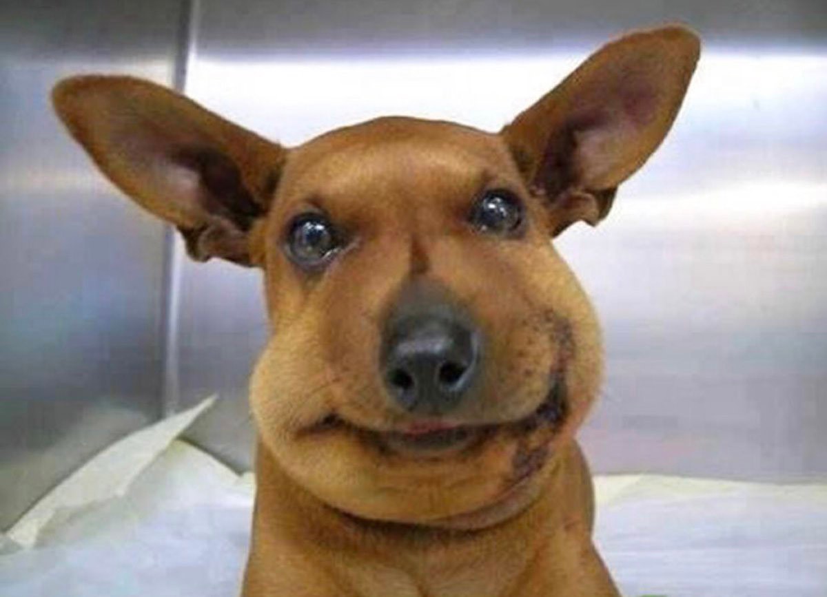 马蜂窝被打掉后马蜂会攻击人吗,马蜂窝被捅怎么让马蜂继续存活