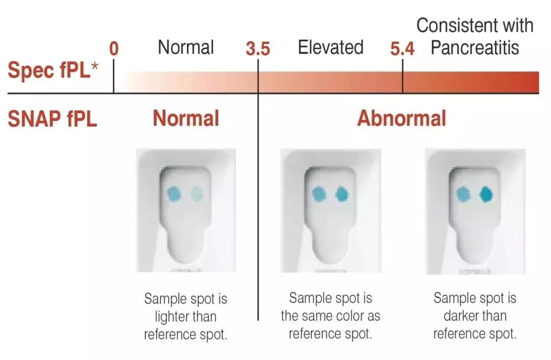 养犬疾病治疗知识,犬猫胰腺炎继发dic治疗方案