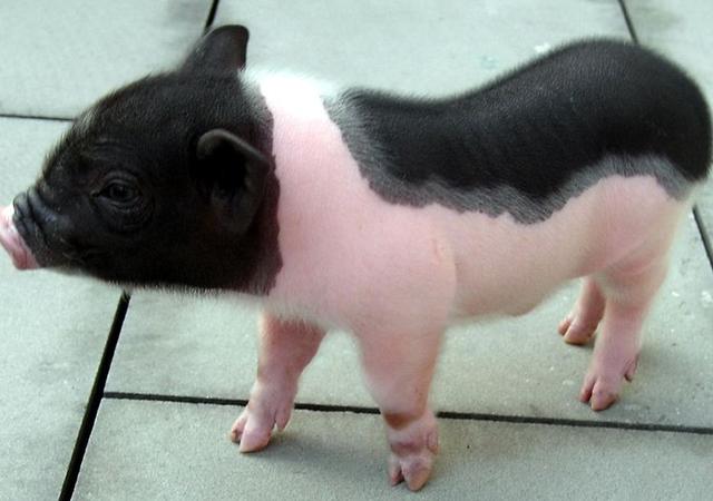 十大适合商业养殖的动物,哪些动物利润大可以养殖