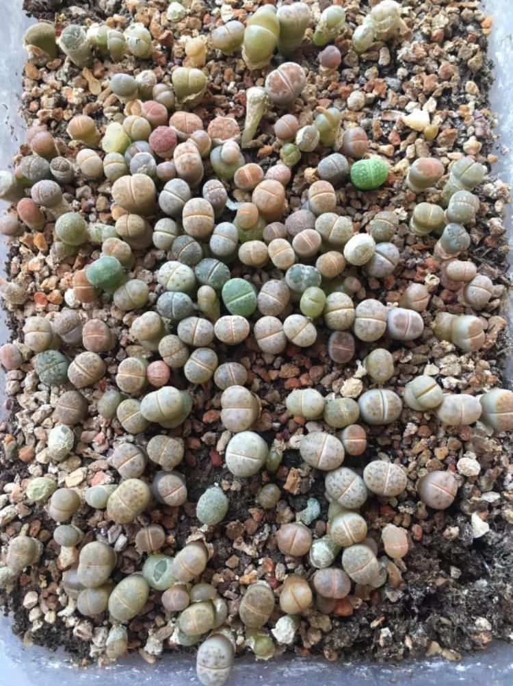 怎么才能把生石花养好,怎么促进生石花开花