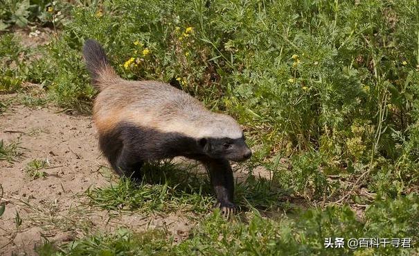 蜜獾的生存能力真有那么强吗,蜜獾为何无所畏惧