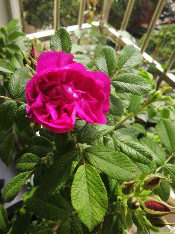 玫瑰花叶子卷曲发蔫怎么回事,玫瑰花叶子突然发蔫怎么回事