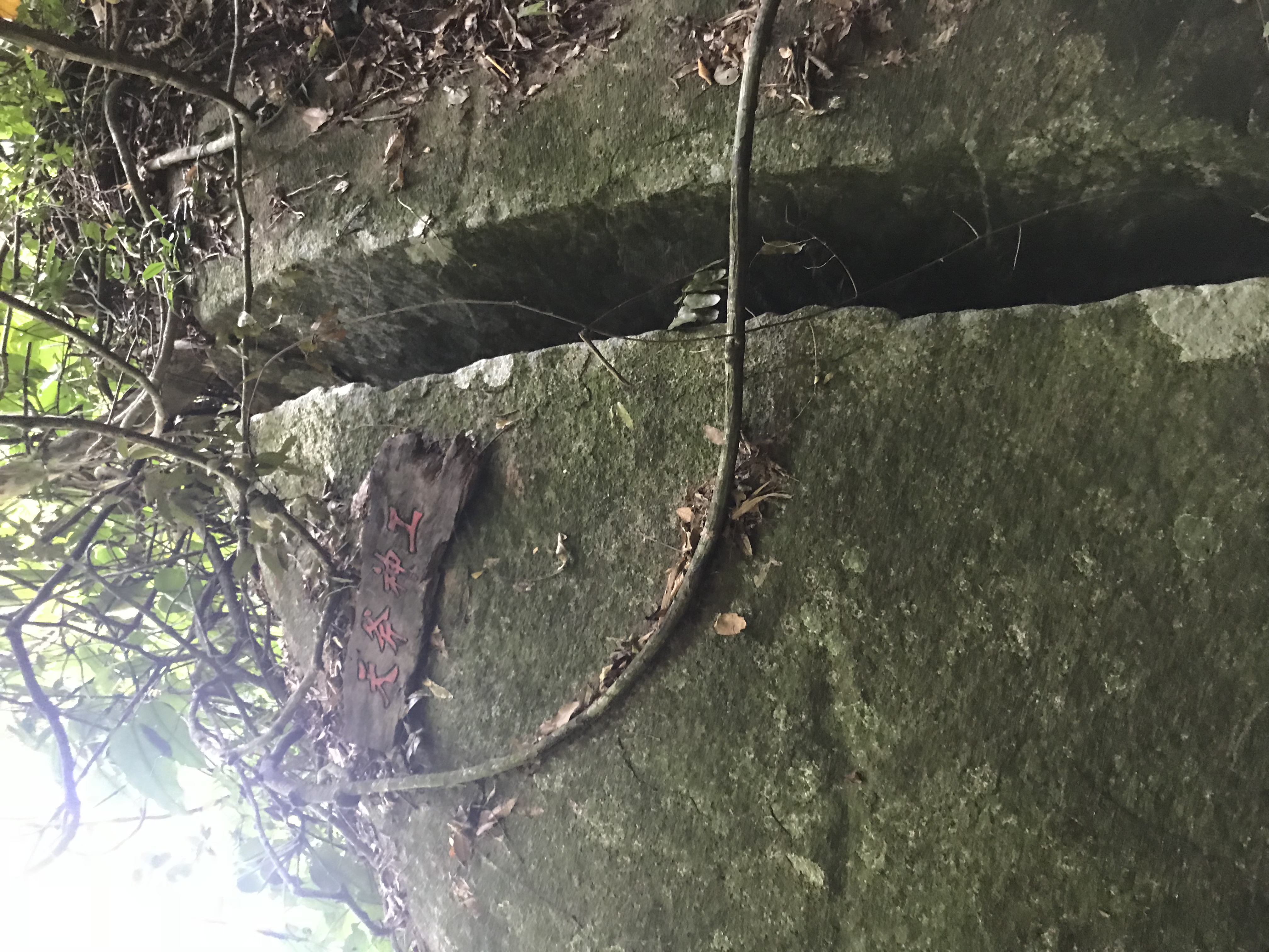 1500年的“母生”藏于此，这里集海南珍稀名木，神奇霸王岭