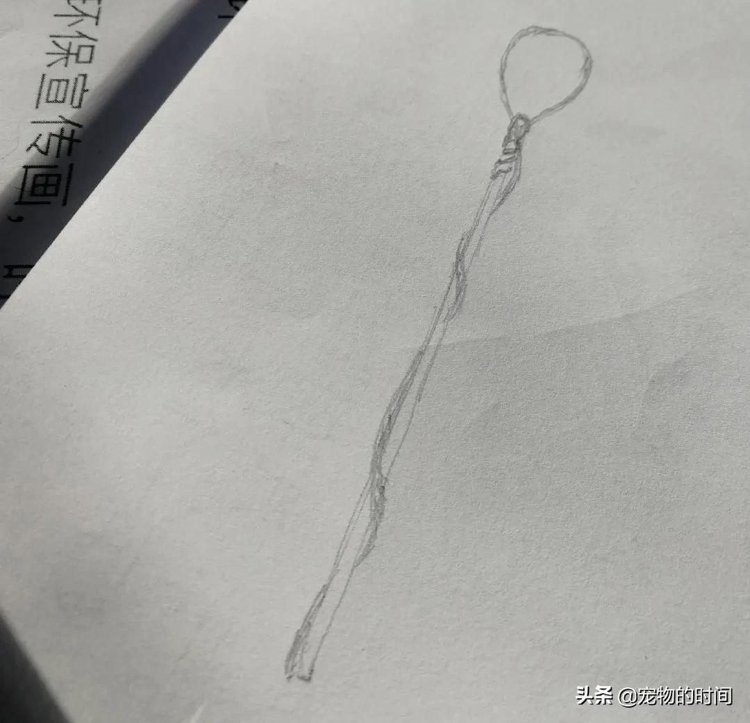 猫跑丢了怎么办猫会自己回来吗,农村猫丢了找猫的窍门