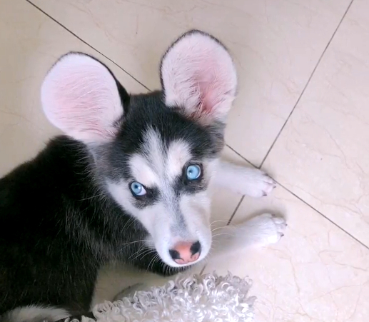 哈士奇破坏力很大吗,哈士奇的破坏力有多大