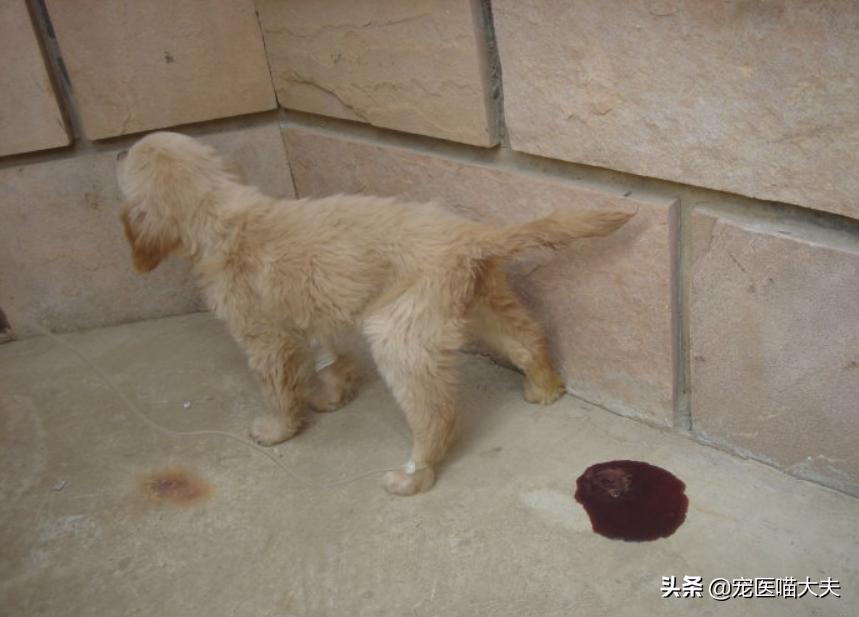 狗狗得了细小应该怎么治疗好,狗狗得了细小一般怎么治疗