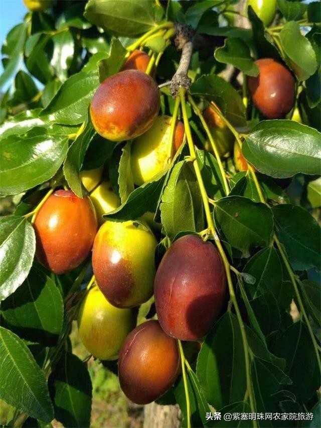 梨木台景林农家院,梨木台景林农家院直播