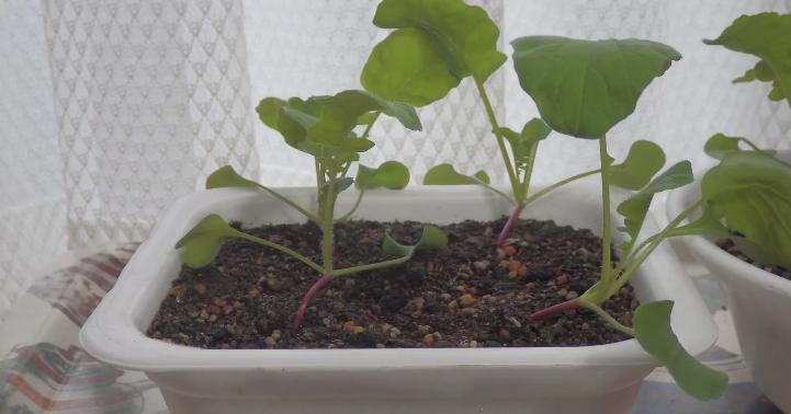 美食电影小森林,美食治愈日剧小森林