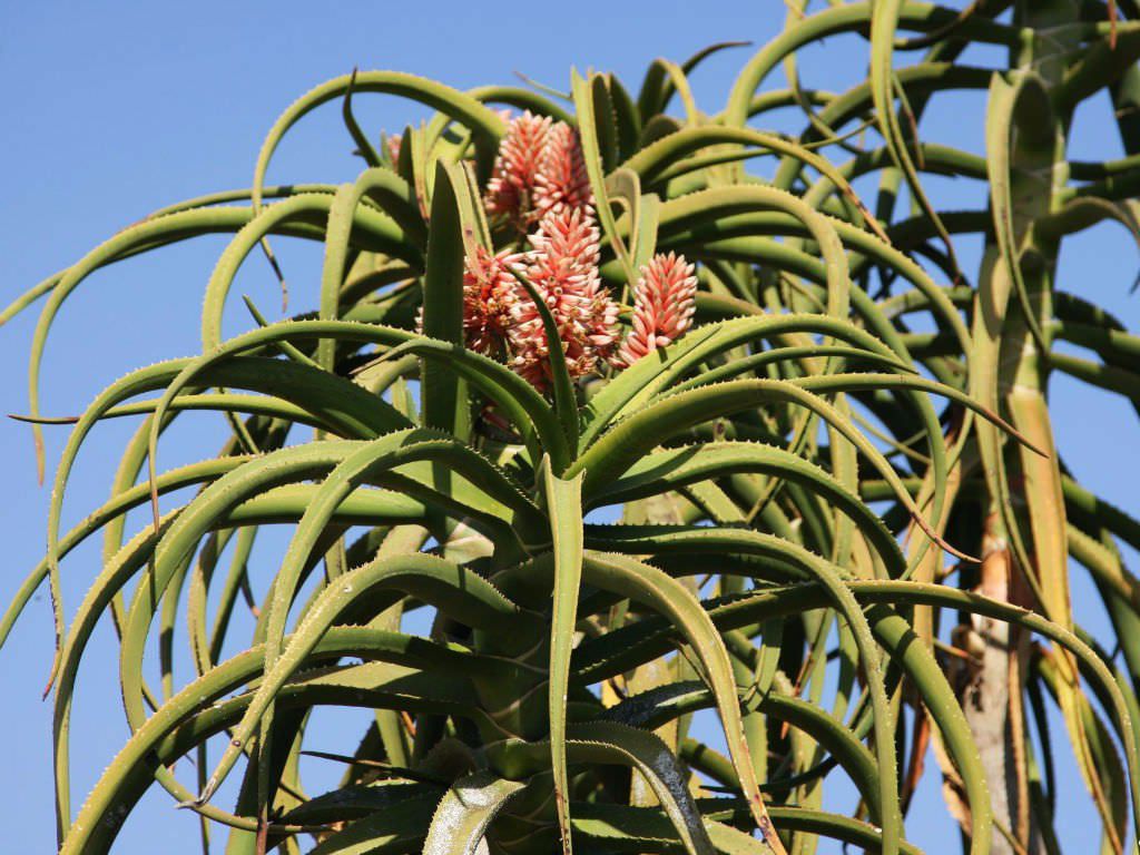 可以长很大的芦荟苗,芦荟如何养成树