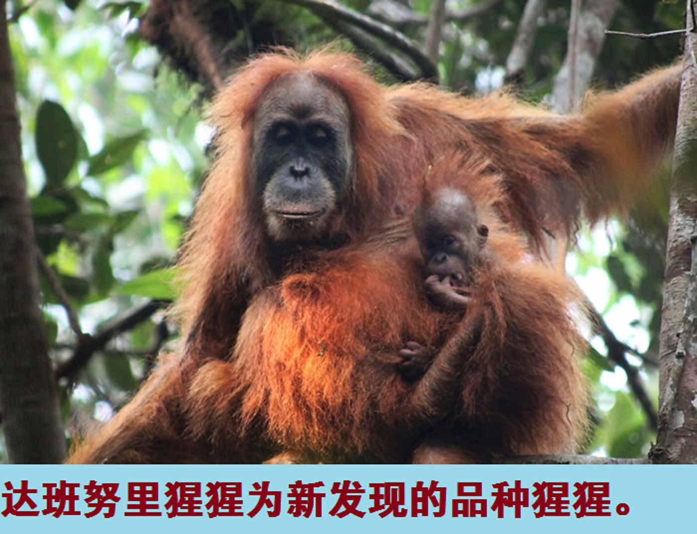 动物大猩猩深度解析,人科动物图谱