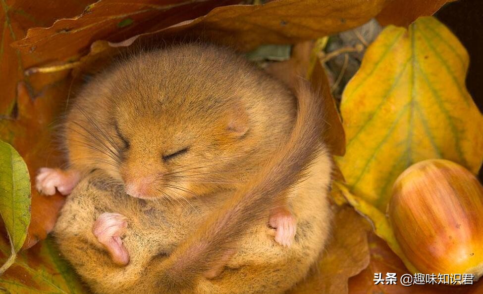 趣味又热门的冷知识大全,新鲜冷知识视频教程