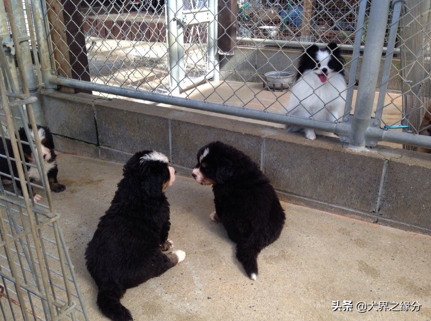 边牧与田园犬的后代,如何和边牧犬建立感情