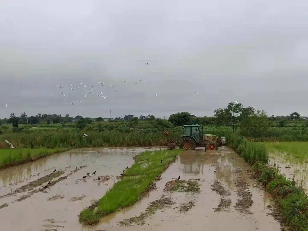 关于春日谷雨诗句,在谷雨诗词中留住最后一抹春色