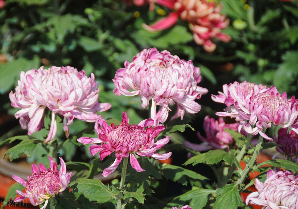 重阳节赏菊花的介绍,赏菊打卡好去处