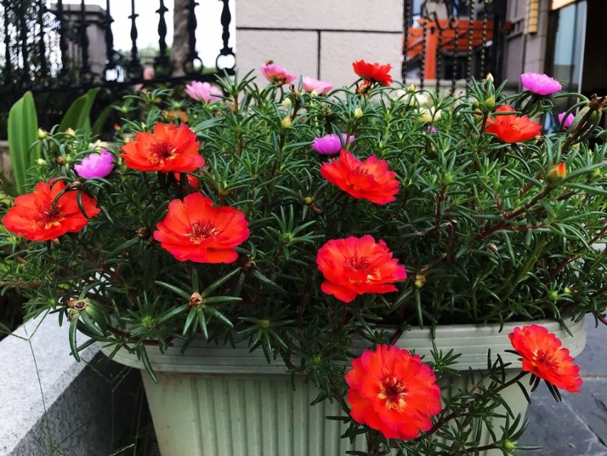 人养花花养人养花养出好心情,适合家养的盆栽花卉大全