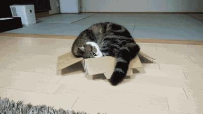 可爱小橘猫长大,小橘猫1个月很丑