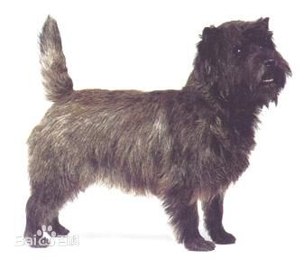 不掉毛无体味性格温顺的小型犬,宠物狗大全表