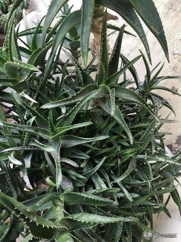 芦荟怎么养才能更旺盛视频,芦荟怎么养才能长得快又茂盛