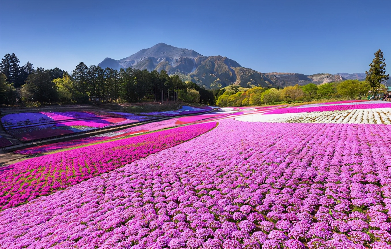 去日本旅游埼玉县,东京周边一日游埼玉穿越最佳攻略