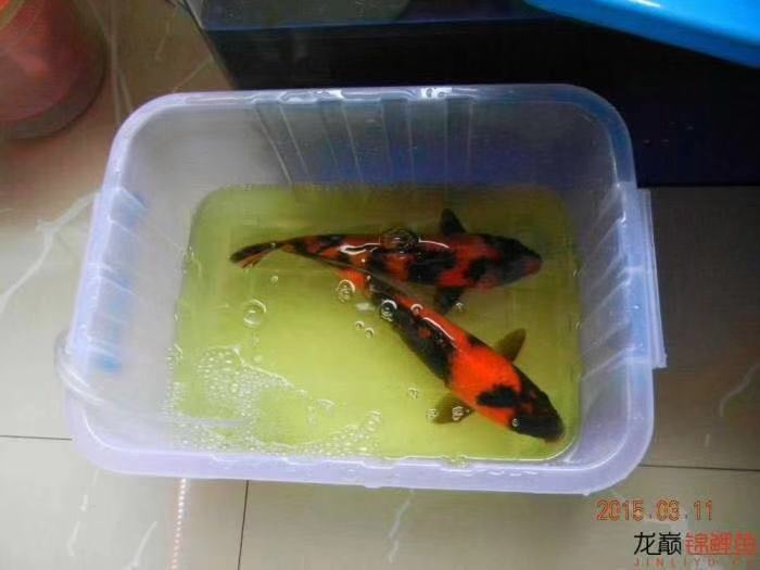 渔友张哥小视频,新鱼缸养锦鲤鱼正确的方法和技巧