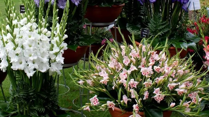 唐菖蒲花后的种球怎么养殖,唐菖蒲的养殖方法