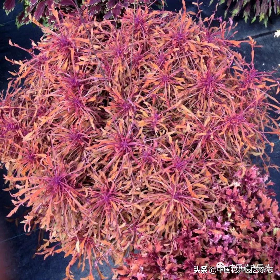 全球知名育种商网上推新品——TerraNova、ProvenWinners|环球