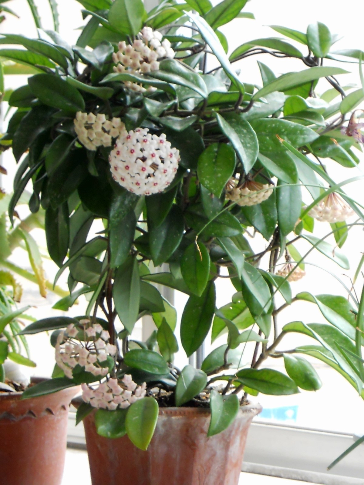 家里养兰实用技艺,如何养球兰能开花