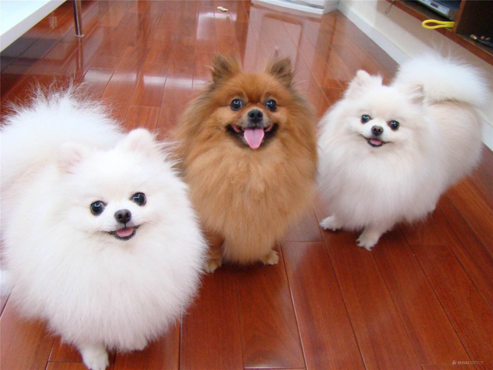 博美幼犬去泪痕方法视频,博美去泪痕的最强方法视频