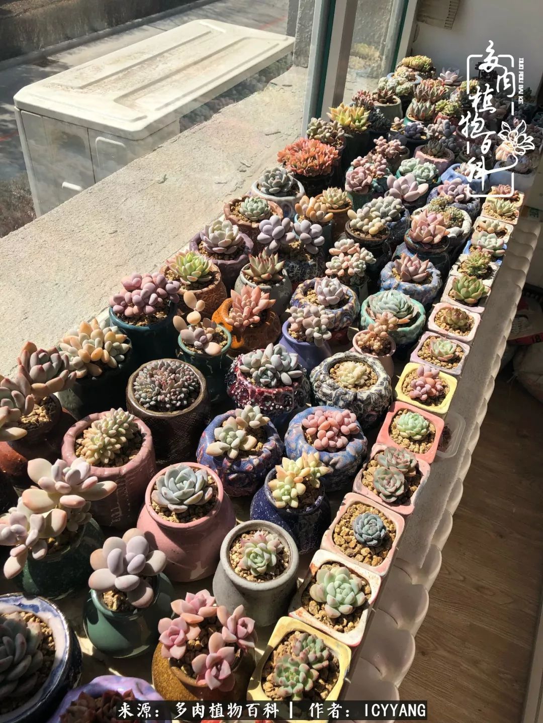 室内阳台多肉的养护方法,景天多肉养护