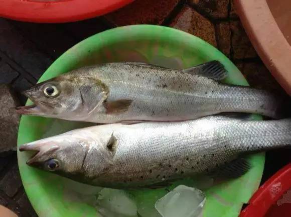 中国海鲜河鲜,市场河鲜海鲜种类大全