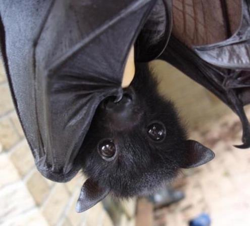 蝙蝠究竟是不是一个可怕的动物,蝙蝠是一种特别神秘的动物