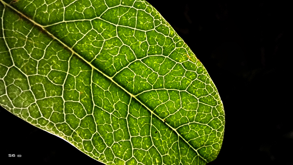 vivos6手机外观有什么优势,vivos6手机深度测评