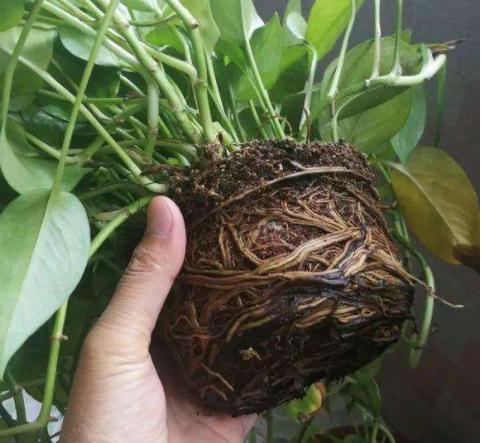 土培绿萝怎么转一部分水培,水培绿萝转为土培生根粉怎么用