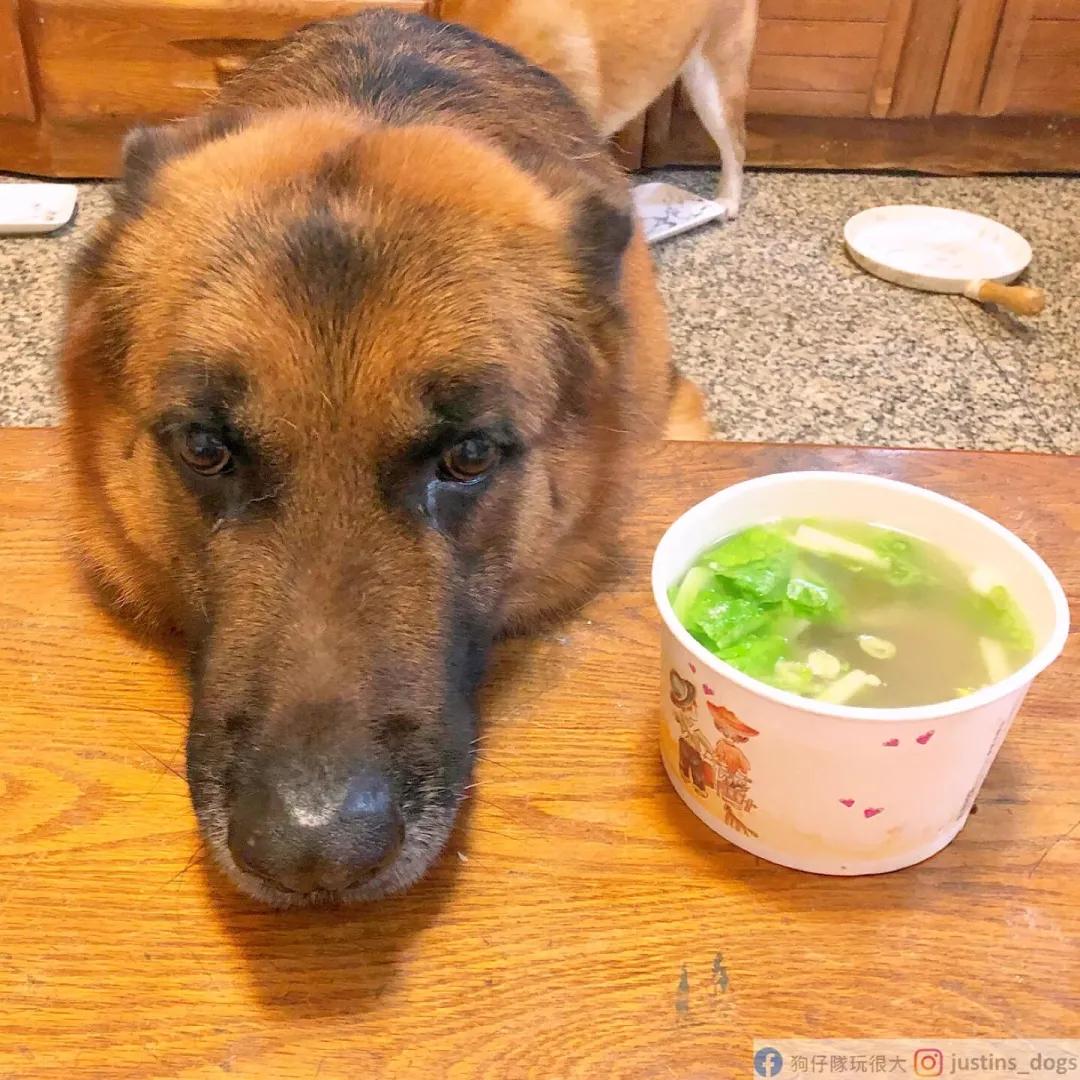 贪吃汪偷喝汤惨叫!“眼眶泛泪”馈头求安慰:舌头烫到了