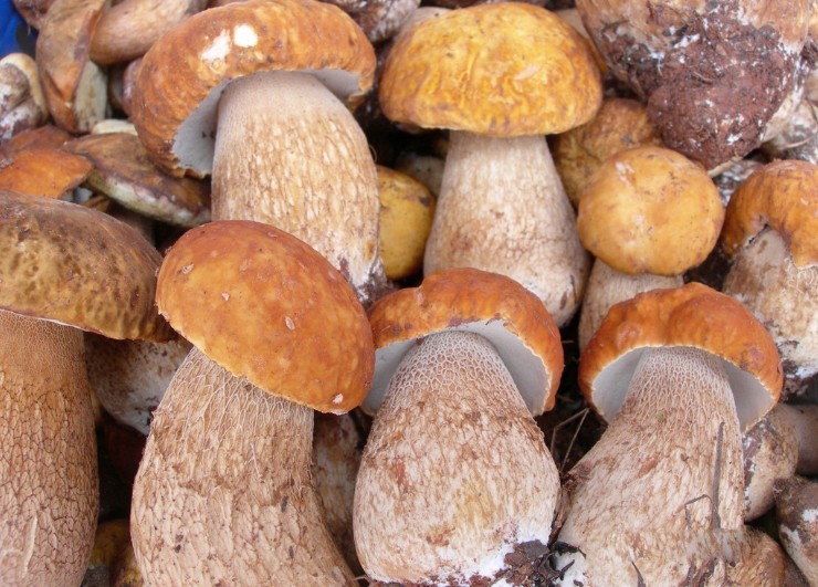 捡蘑菇云南常见野生菌,云南野干蘑菇