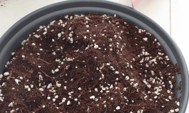 四季开花的月季又香又好养有几种,最漂亮10种盆栽月季