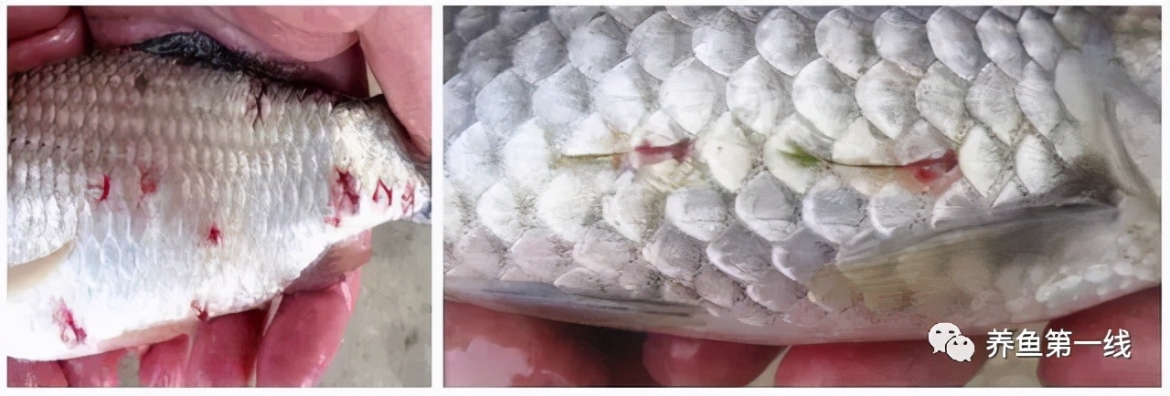 鱼身上有红斑用什么药治理,鱼身上有红斑怎么解决