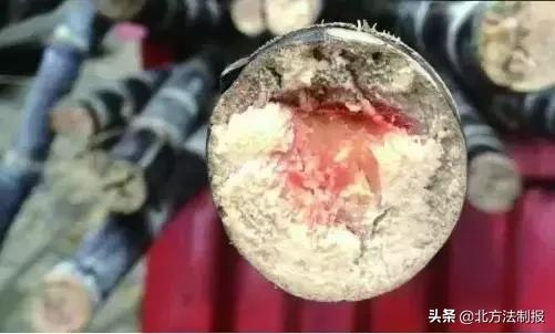 比毒蛇还毒100倍的食物,比毒蛇还毒清明前后切忌别吃