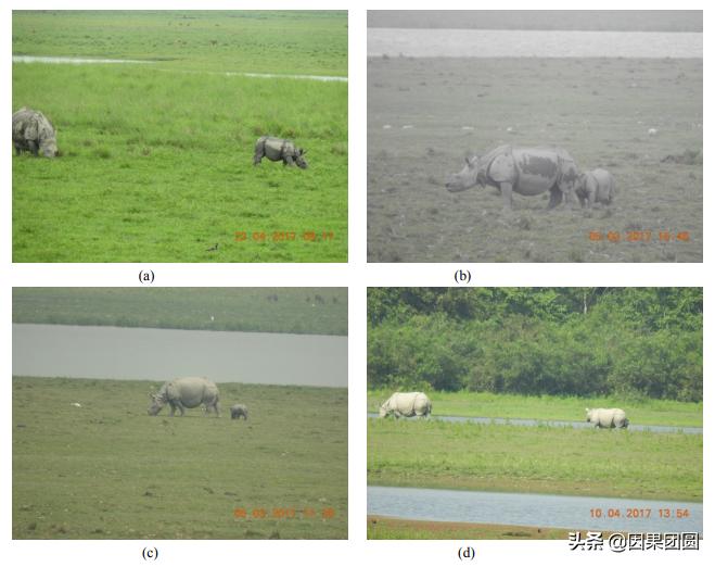 老虎杀犀牛全过程,老虎猎杀犀牛过程