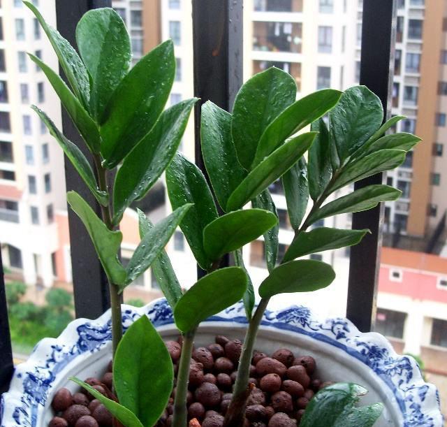 如何扦插金钱树成活率高,怎样扦插金钱树成活率高