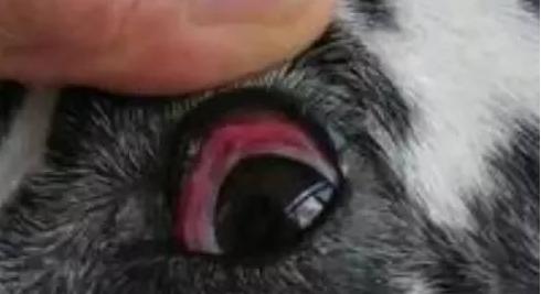 狗狗眼睛生病的六大征兆,要警惕狗狗哪些突发疾病