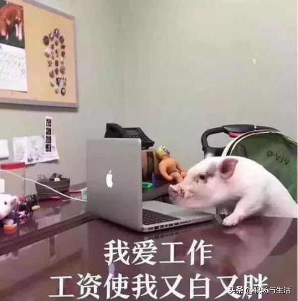 写文章月入10000,写文章一天挣20元