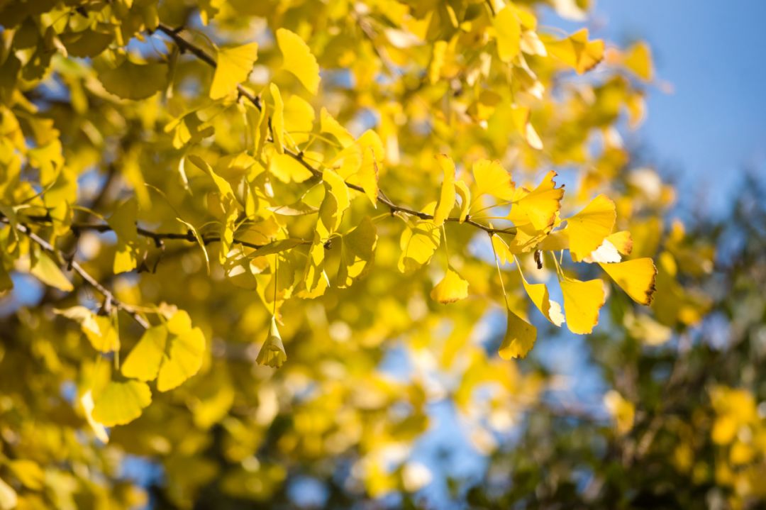 上海银杏叶打卡的地方,上海周边哪里有银杏叶