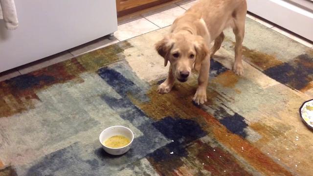 狗狗正常喝水量每天多少毫升,狗狗生病了怎么喂狗狗喝水最好