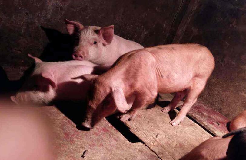 猪场猪咳嗽用什么药,猪场兽医猪咳嗽吐怎么了