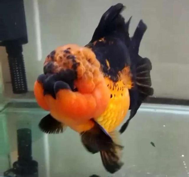 观赏鱼价格一般多少钱一条,价格较贵的观赏鱼都有哪些