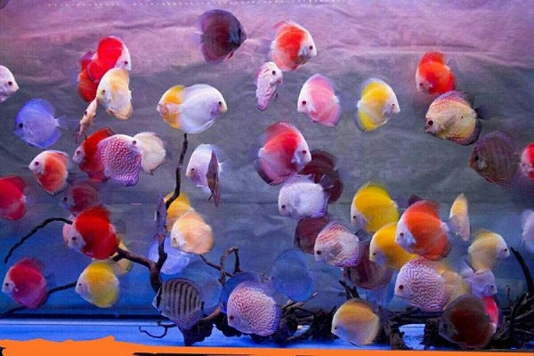 鱼价格今日多少一斤,查干湖鱼10斤价格